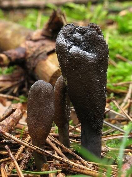 Sordariomycetes - tvrdohouby - myko.cz