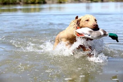 chesapeake bay retriever štěně reléiveing trénink duck - chesapeake bay retrívr - stock snímky, obrázky a fotky