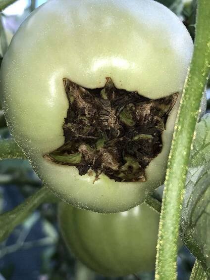 Blossom-End Rot: What to Do if Your Tomatoes Rot on the Bottom