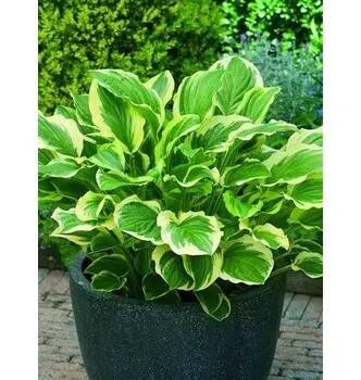 Bohyška 'So Sweet' - Hosta 'So Sweet' Květník o průměru 14 cm