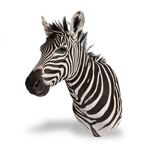 Wonderful late 20th century shoulder mount Burchell zebra