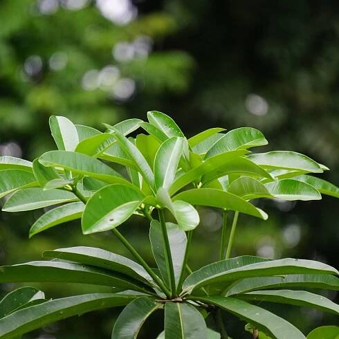 Pulai - Alstonia scholaris - osivo pulai - 8 ks