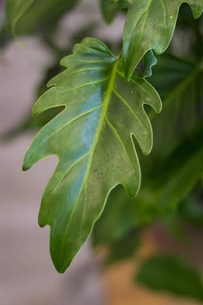Philodendron 'Xanadu' (veľký) – Obrázok 2