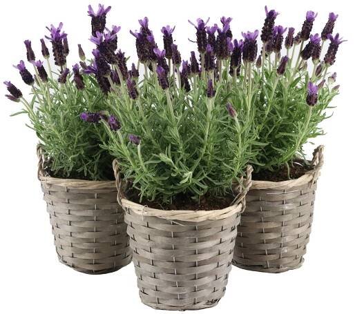 OBI Levandule (Lavandula stoechas) "Anouk" v košíku, pr. cca 15 cm nakoupit u OBI