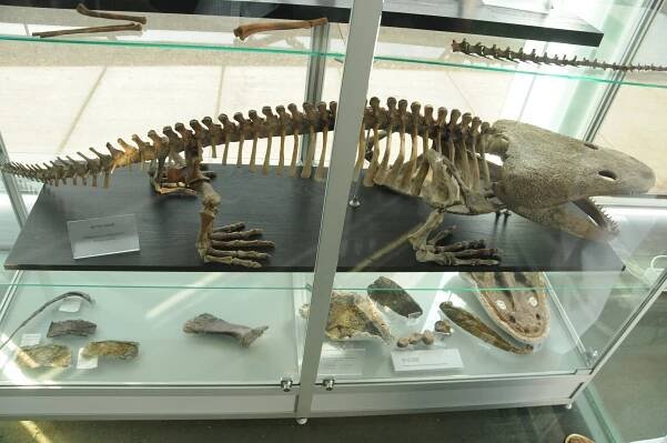 Metoposaurus
