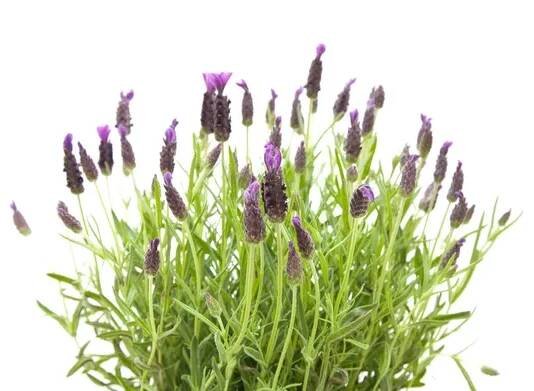 Lavandula Stoechas (francouzská levandule; Španělský levandule; Zakončena levandule); je — Stock obrázek