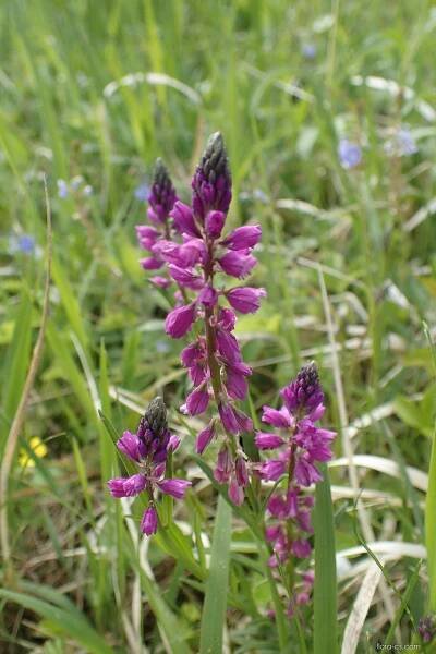 Vítod chocholatý - Polygala comosa 4