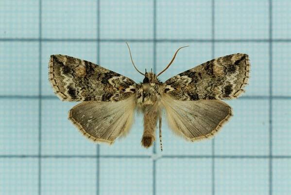 Epipsestis dubia