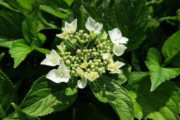 Hortenzie velkolistá 'Mariesii Grandiflora'
