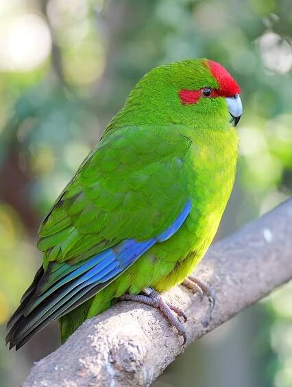 Soubor:Kakariki sitting on branch (in enclosure).jpg