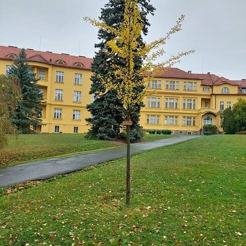 Den stromů v naší nemocnici - Nemocnice na Pleši