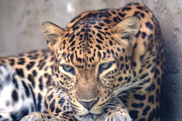 Panthera pardus delacouri (levhart indočínský) | BioLib.cz