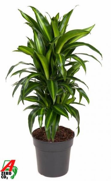 Dracaena fragrans 'Hawaiian Sunshine', Branched-multi - Kvety VICTOR