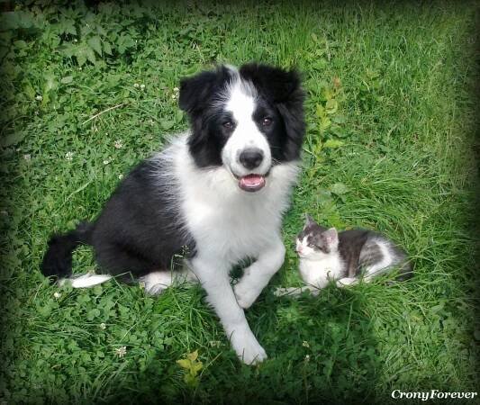 Arwen Black Carwera | Kennel Crony Forever