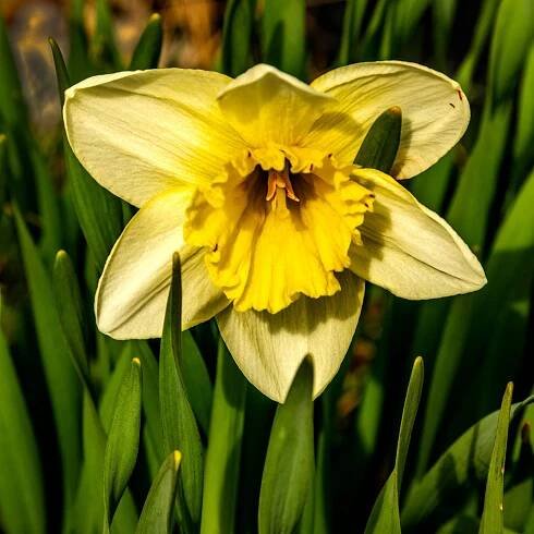 Flowers - bryanspellman