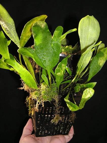Bublinatka Utricularia alpina - informace