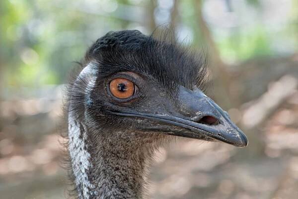 Photos Birds 1 | Reforestation.me