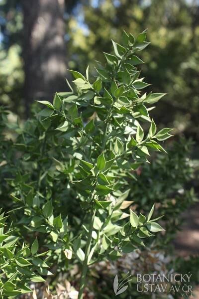 Ruscus aculeatus - listnatec ostnitý | Lukáš Hrdinka | Autoři | iBotky.cz
