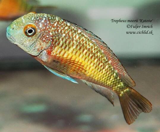 Tropheus moorii 'Katoto'