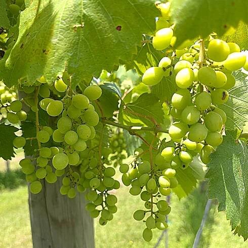 Viticulture & Enology