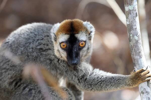Red-fronted lemur (Eulemur rufifrons) in Kirindy, Madagascar. My photo