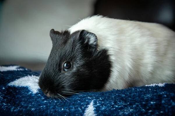 Základová fotografie na téma cavia porcellus, černobílý, chlupatí přátelé, detail, domácí mazlíčci, domácí mazlíček, domácí