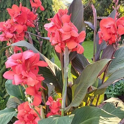 Canna indica, Kana indická - teplomilná rastlina