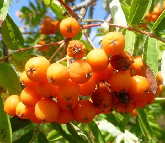Jeřáb obecný, ptačí - Sorbus aucuparia Edulis, plody, plodenství