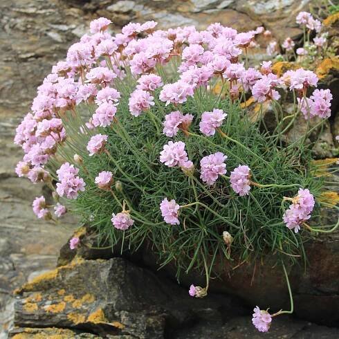 Trávnička přímořská ARMADA PINK Armeria Růžová Na skalku Sazenice P9