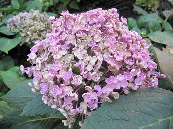 KOLEKCJA HORTENSJI (Hydrangea) w ARBORETUM w WOJSŁAWICACH | Arboretum Wojsławice OBUWr.- STRONA OFICJALNA