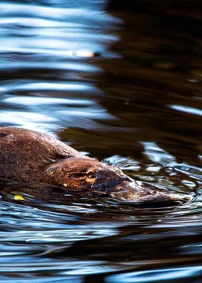 Platypus