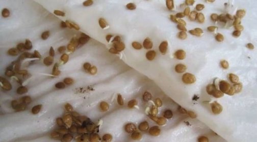 Příprava semen mrkve před výsadbou: co přesně dělat a jak je zpracovat