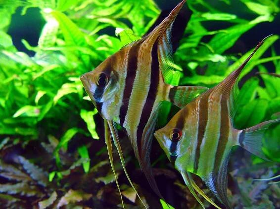 Angelfish (Pterophyllum scalare)