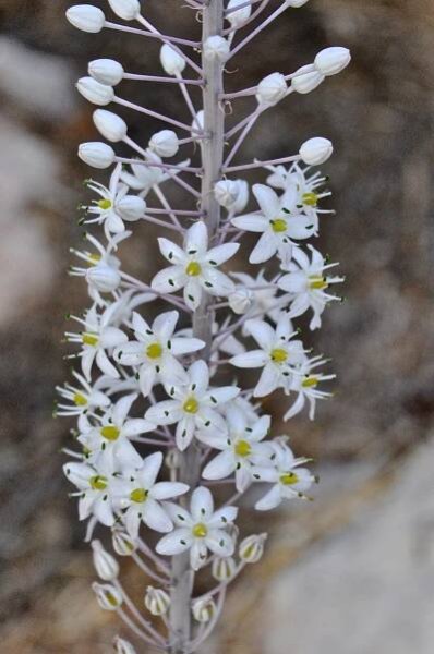 Sea Squill closeup