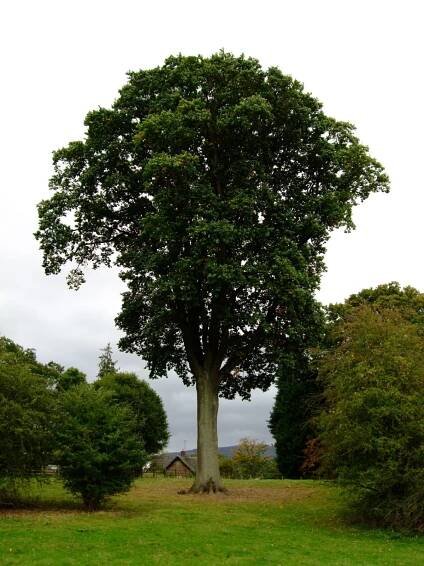 Quercus robur