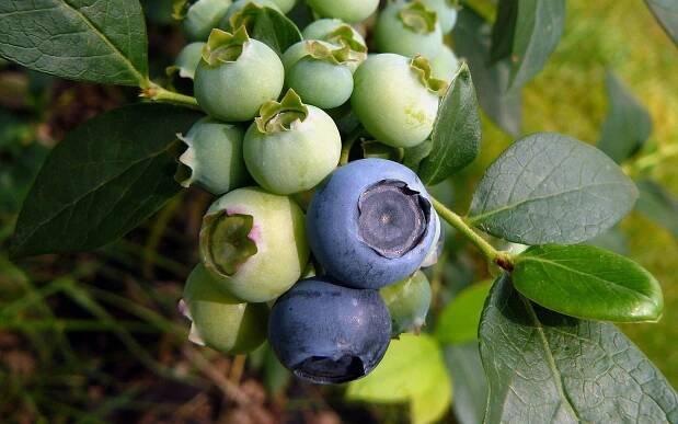 Vaccinium corymbosum - brusnice chocholičnatá