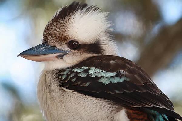 Laughing Kookaburra | San Diego Zoo Animals & Plants