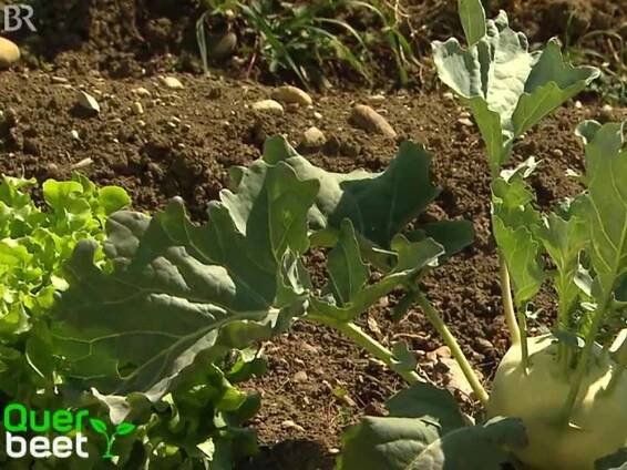 Gärtnern ohne Garten - Haus- und Garten Team Welker aus Goslar