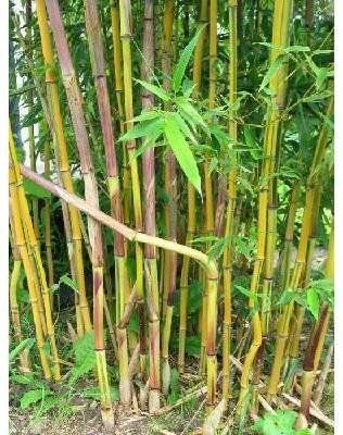 Bambus 'Spectabilis' - Phyllostachys aureosulcata 'Spectabilis' Kontejner o objemu 10 litrů velikost 175-200 cm
