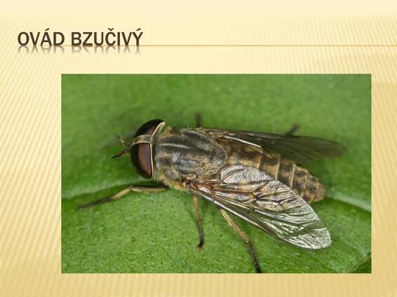 PPT - HMYZ S PROMĚNOU DOKONALOU PowerPoint Presentation, free download - ID:897094