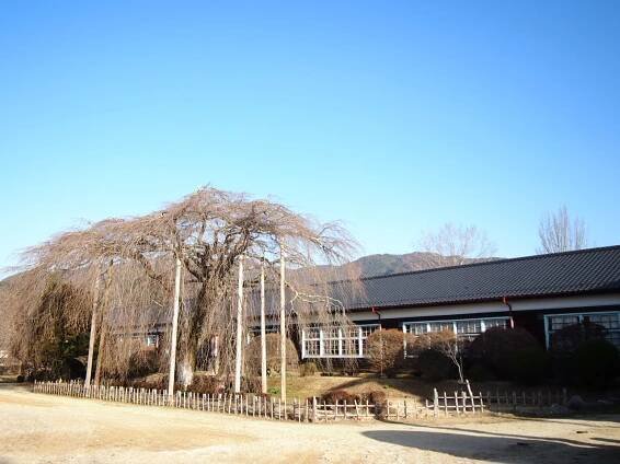今年の桜の様子 | 杵原学校 - 枝垂れ桜が咲く懐かしの木造校舎（国登録有形文化財）飯田市山本