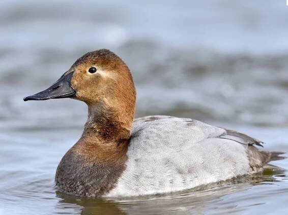  - Canvasback