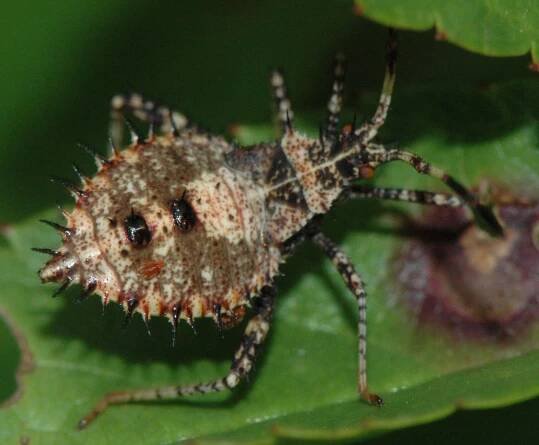 Lexington Alive - True Bugs