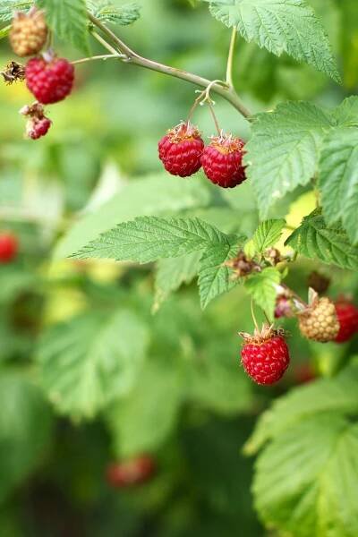close-up of red raspberries on the bush.
