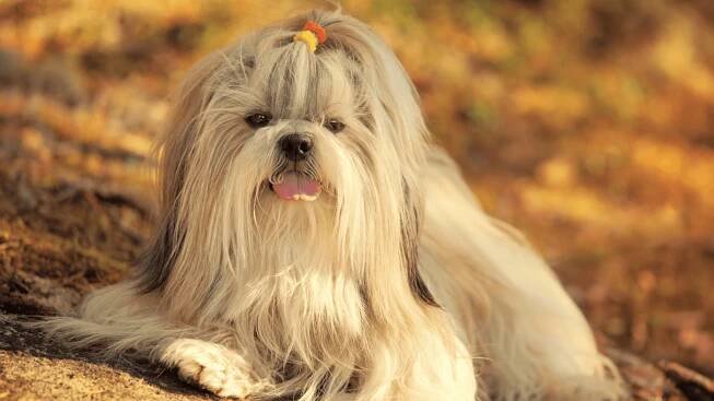 Growing Long Hair On Your Shih Tzu