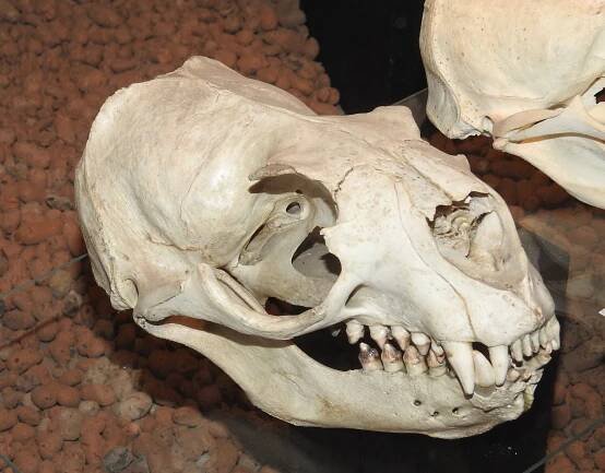 Obrázek - Arctocephalus pusillus (lachtan jihoafrický) | BioLib.cz