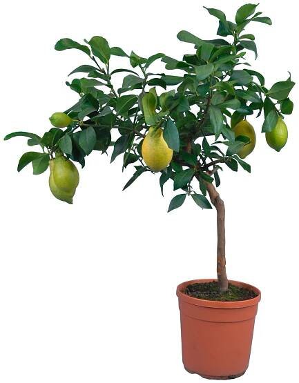 Citrusovník na kmínku Lemon žlutozelený průměr květináče cca 20 cm nakoupit u OBI