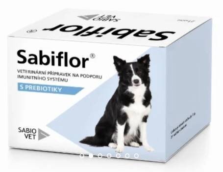 Without Borders kennel