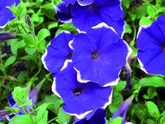 Pet�nie Pegasus 'Blue Picotee' - Petunia hybrida 'Pegasus Blue Picotee'
