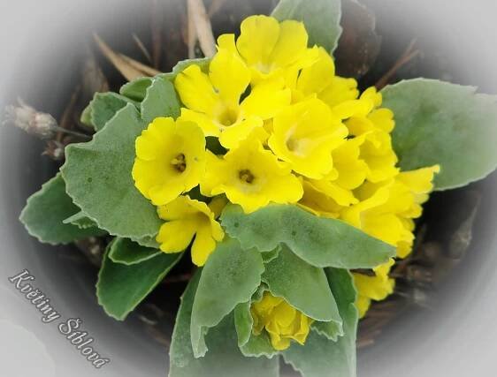 Primula auricula ssp. ciliolata